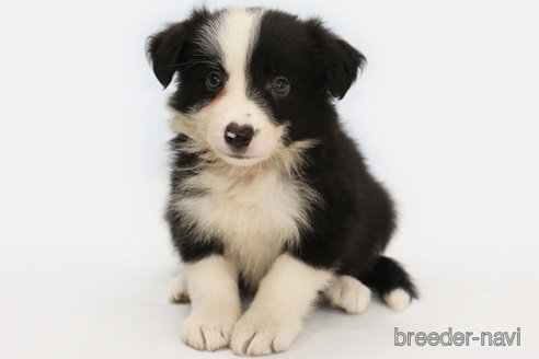 成約済の神奈川県のボーダーコリー-327518の1枚目